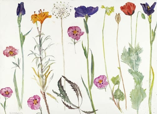 Summer Flowers Dame Elizabeth Blackadder OBE RA RSA RSW RGI